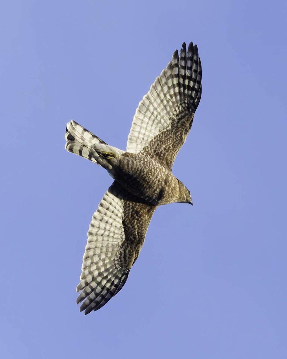 Cooper's Hawk - ML647012182