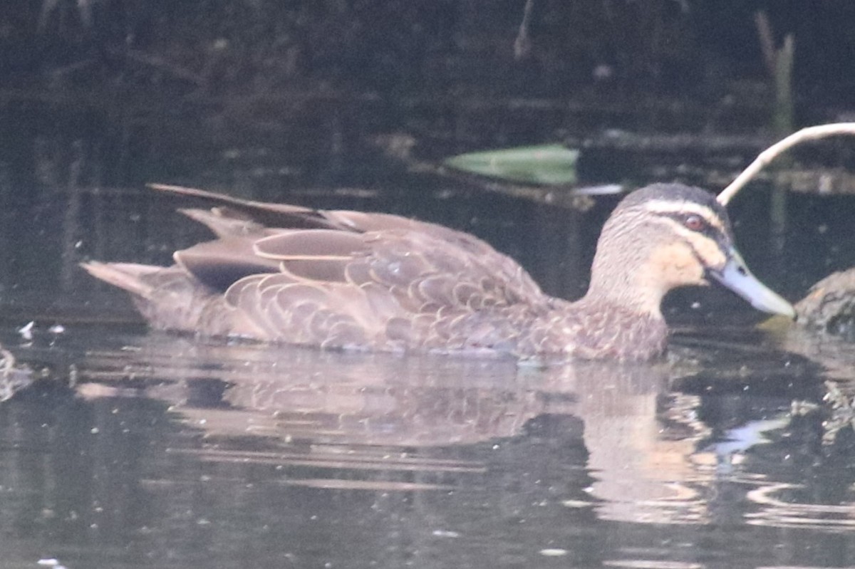 Pacific Black Duck - ML647012183