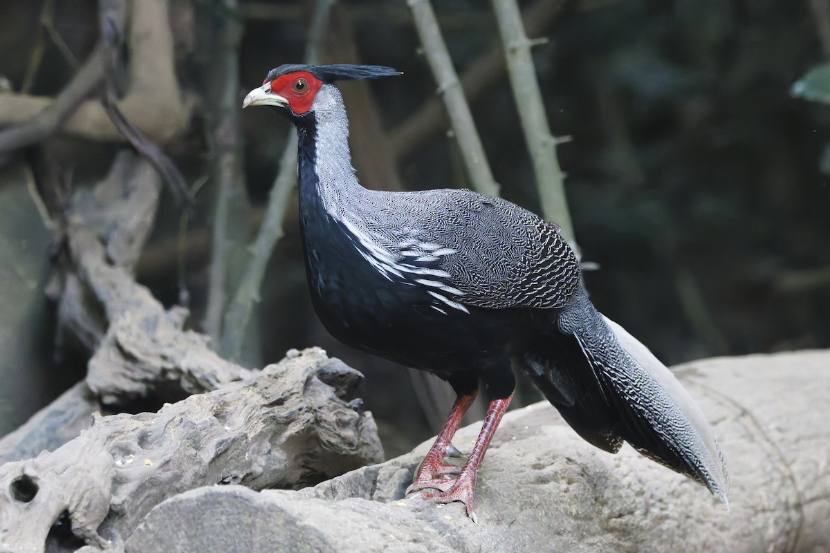 Kalij Pheasant - ML647012184