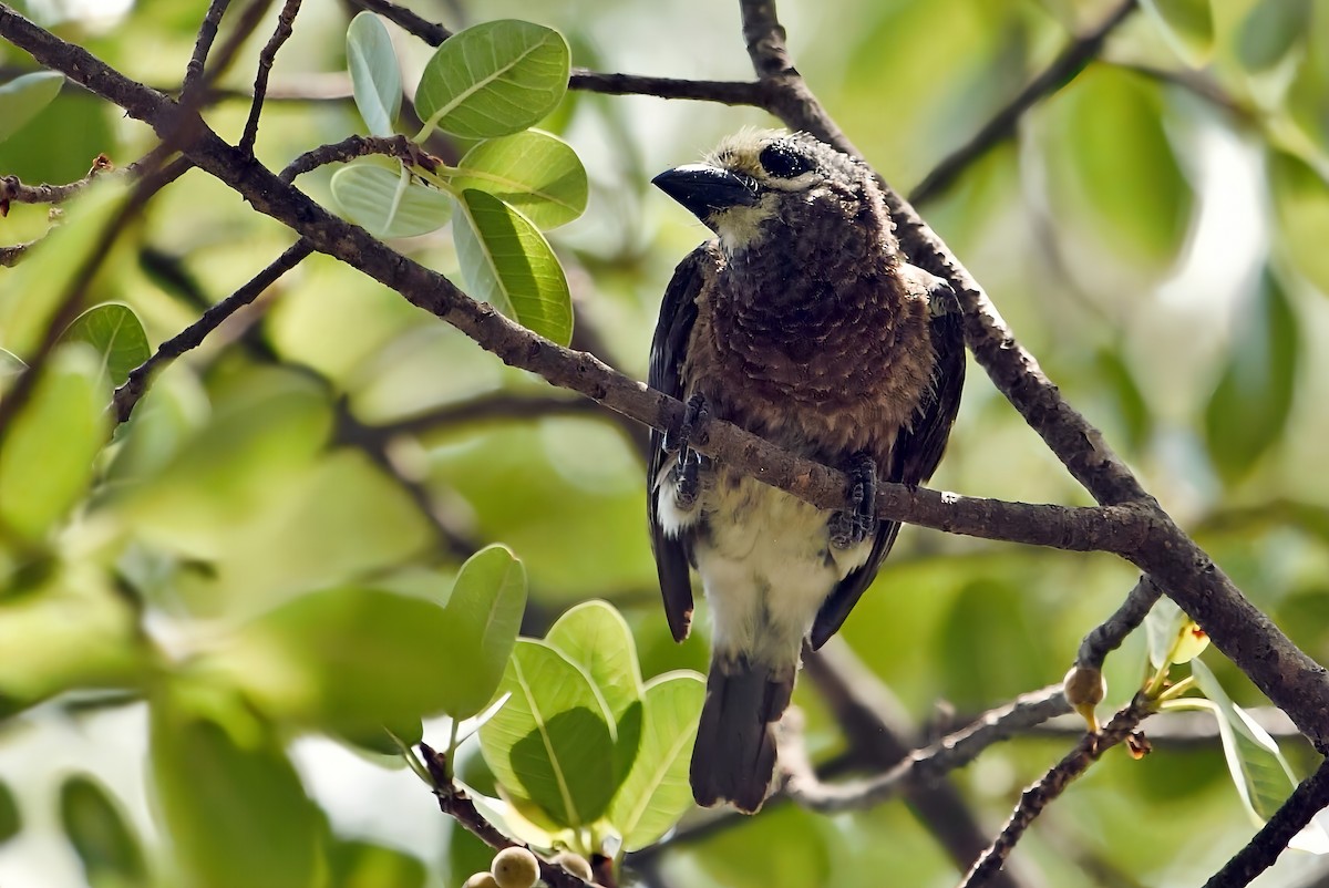 Whyte's Barbet - ML647012185