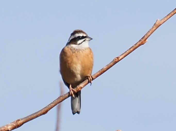 草鵐 - ML647012186