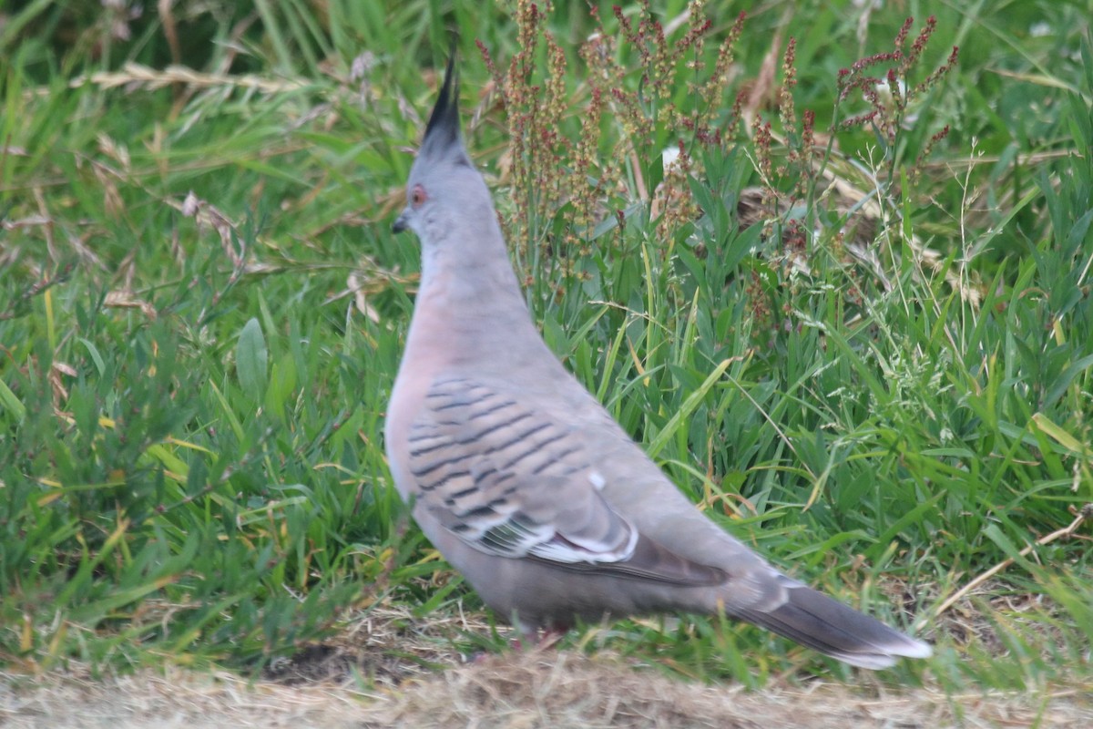Crested Pigeon - ML647012187