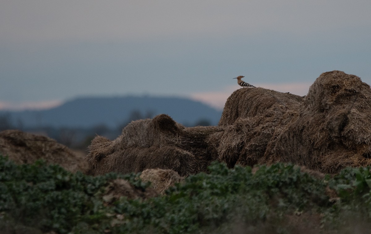 戴勝 - ML647012188