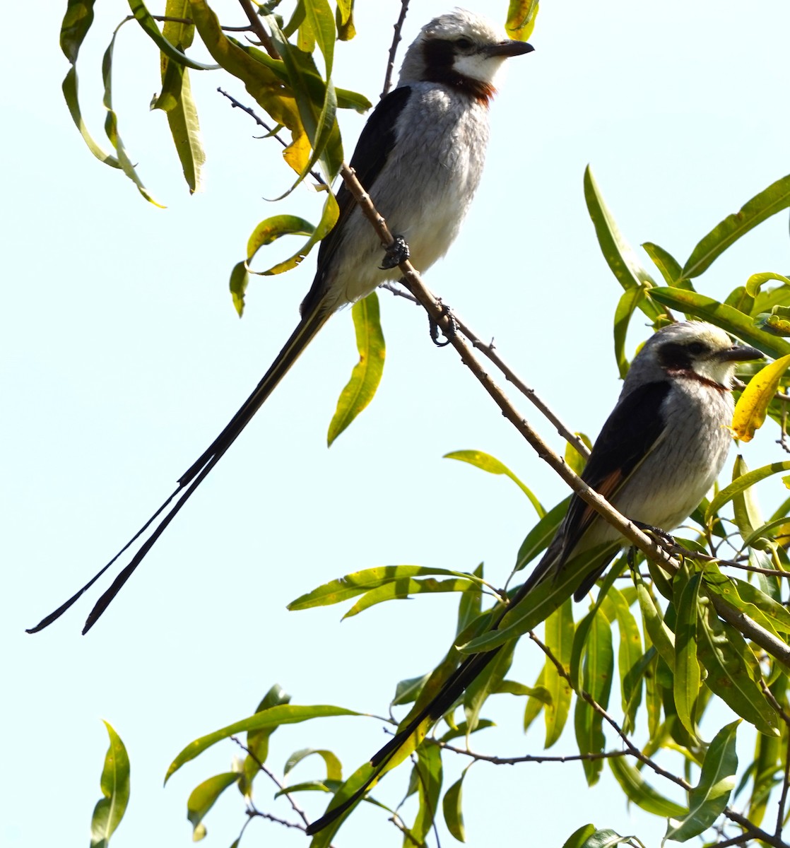 Streamer-tailed Tyrant - ML647012190