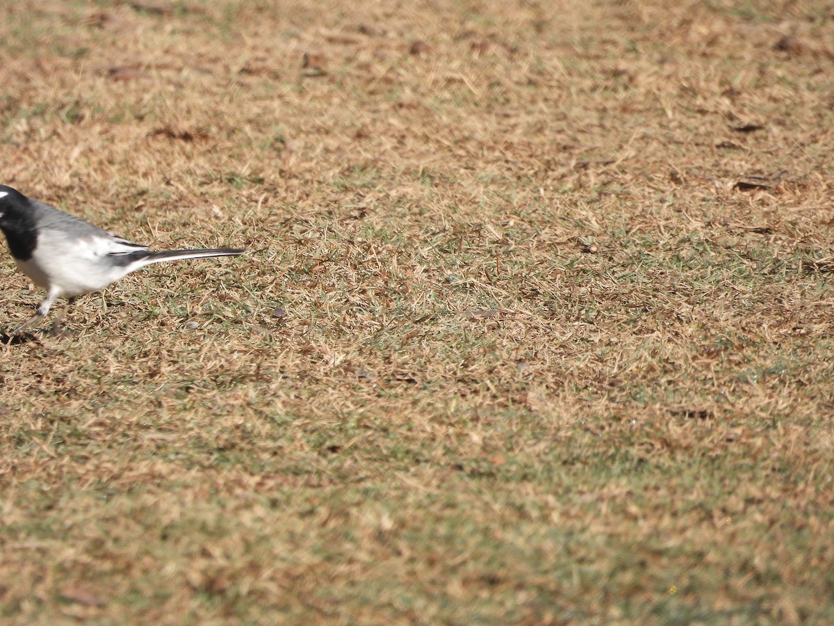 White-browed Wagtail - ML647012191