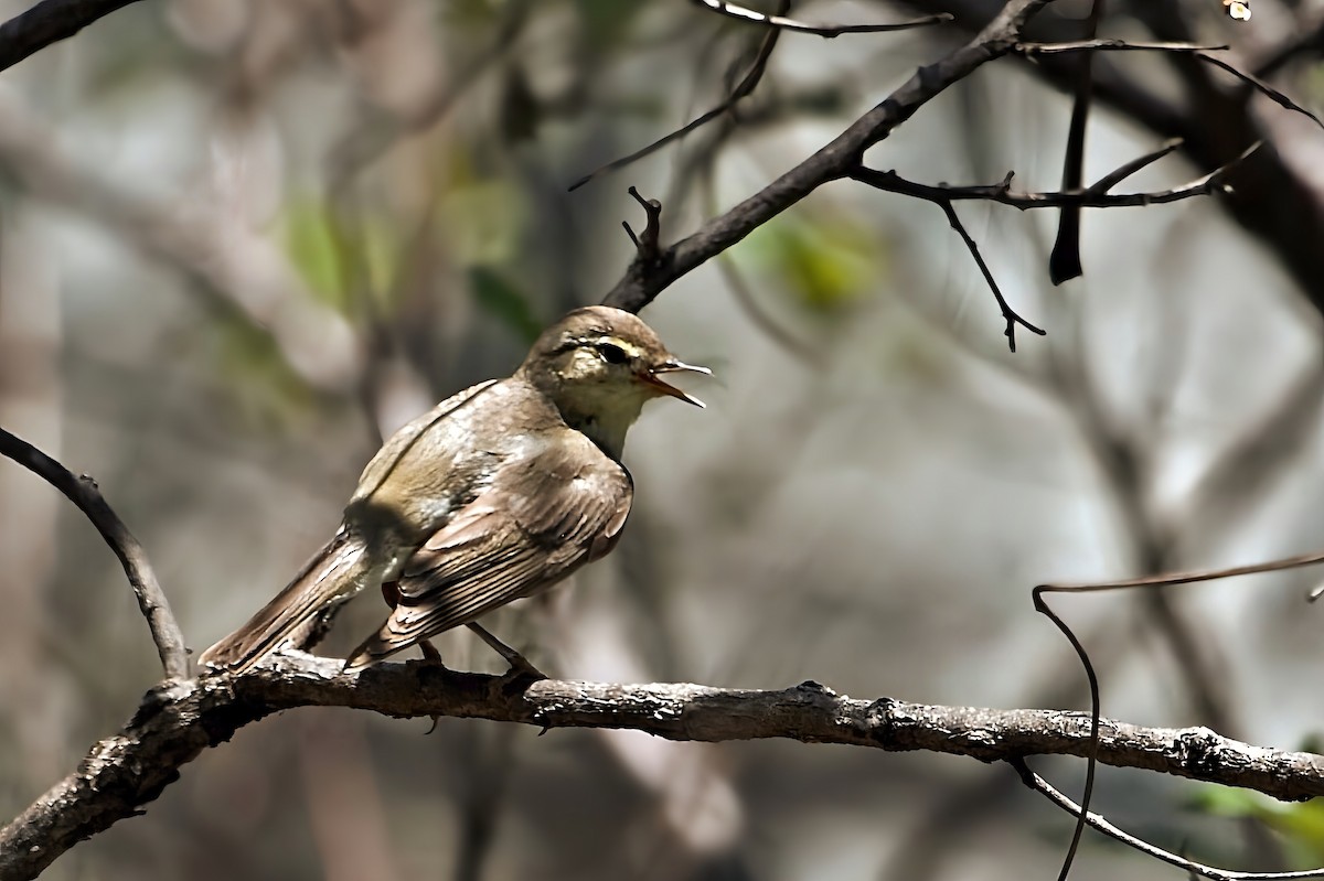 歐亞柳鶯 - ML647012192