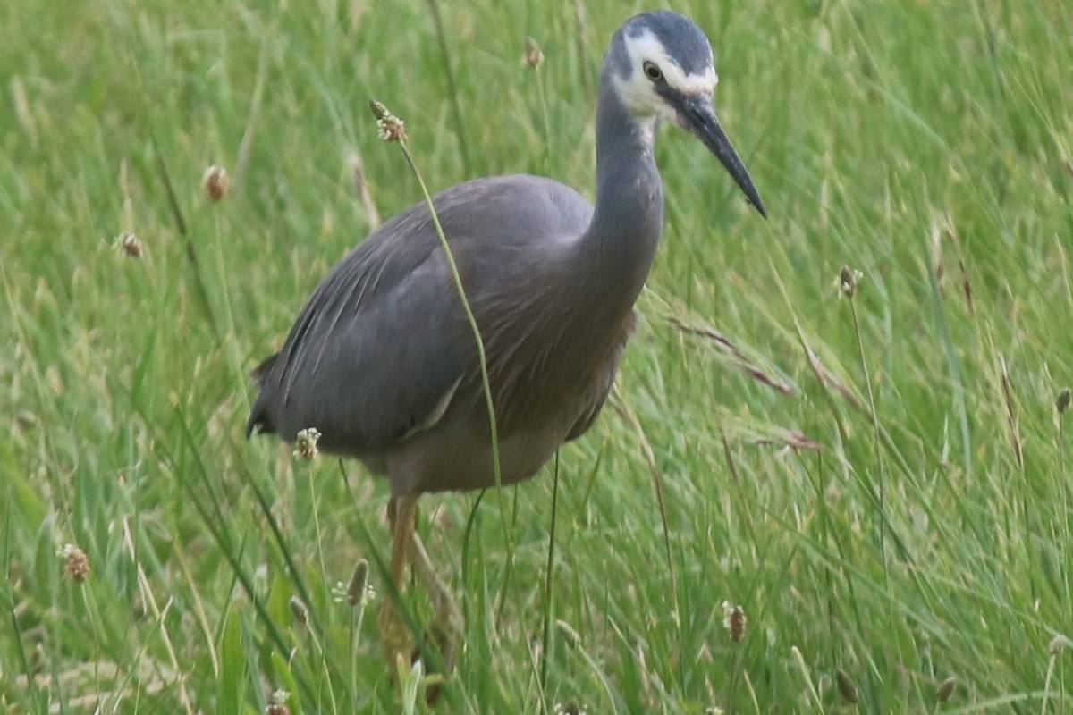 白臉鷺 - ML647012193