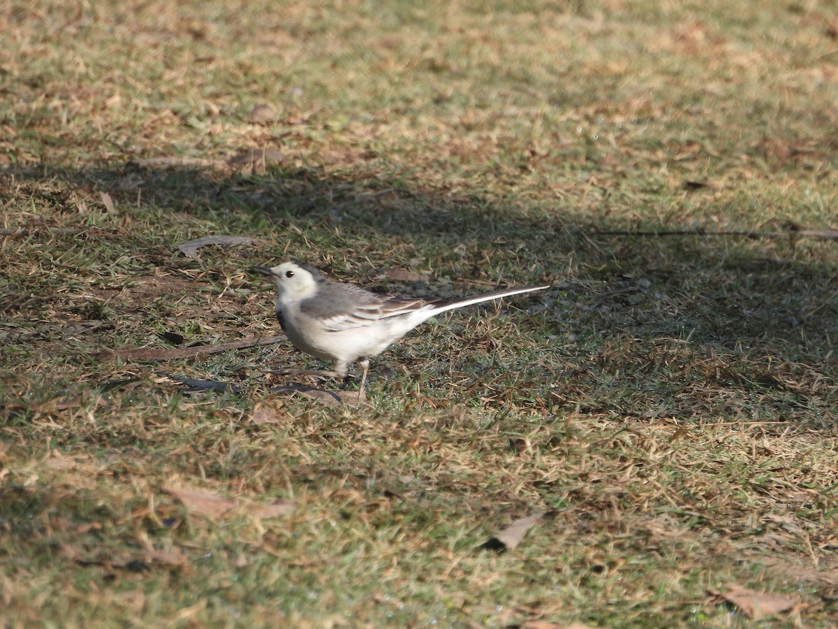 白鶺鴒 - ML647012194