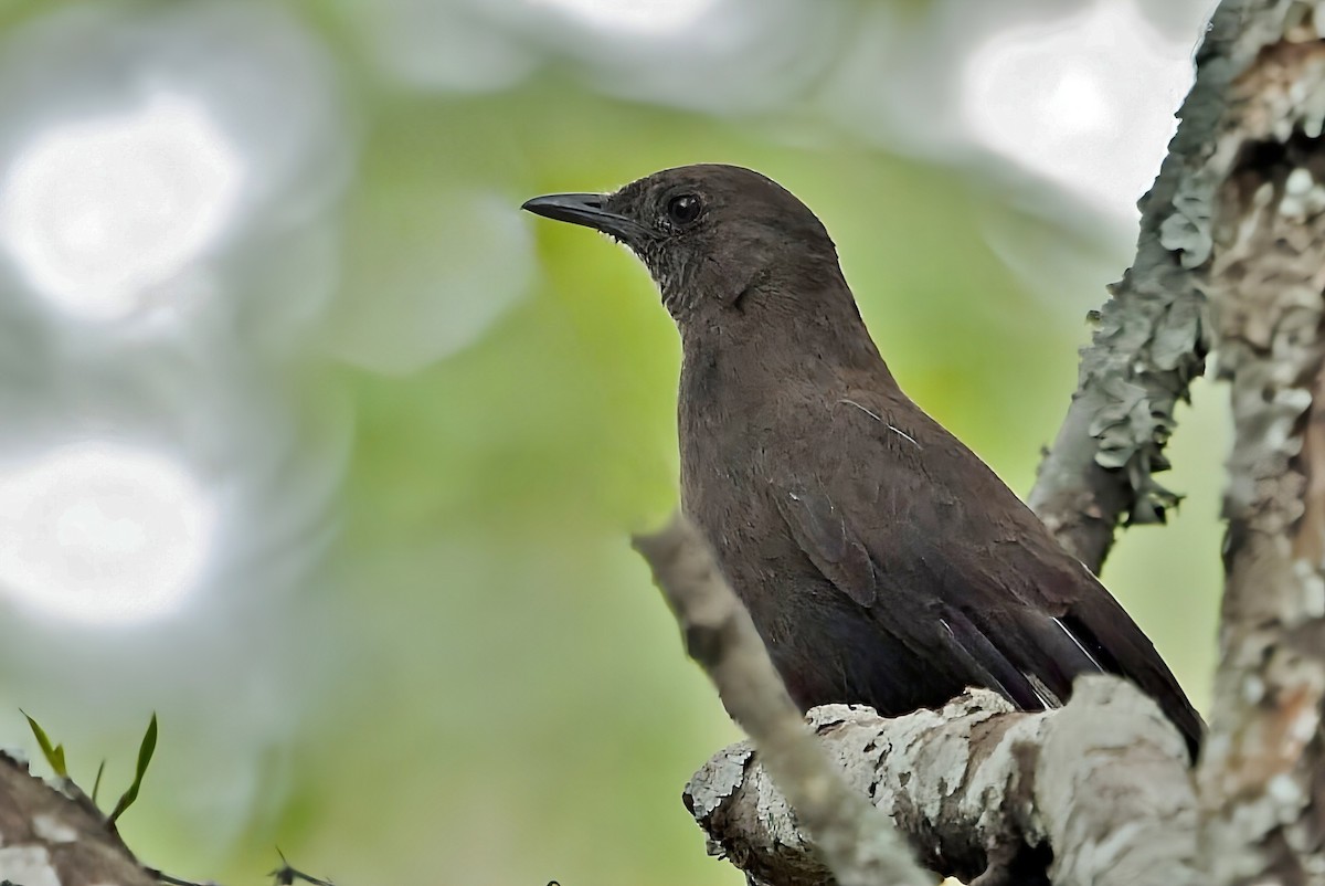 Boulder Chat - ML647012195