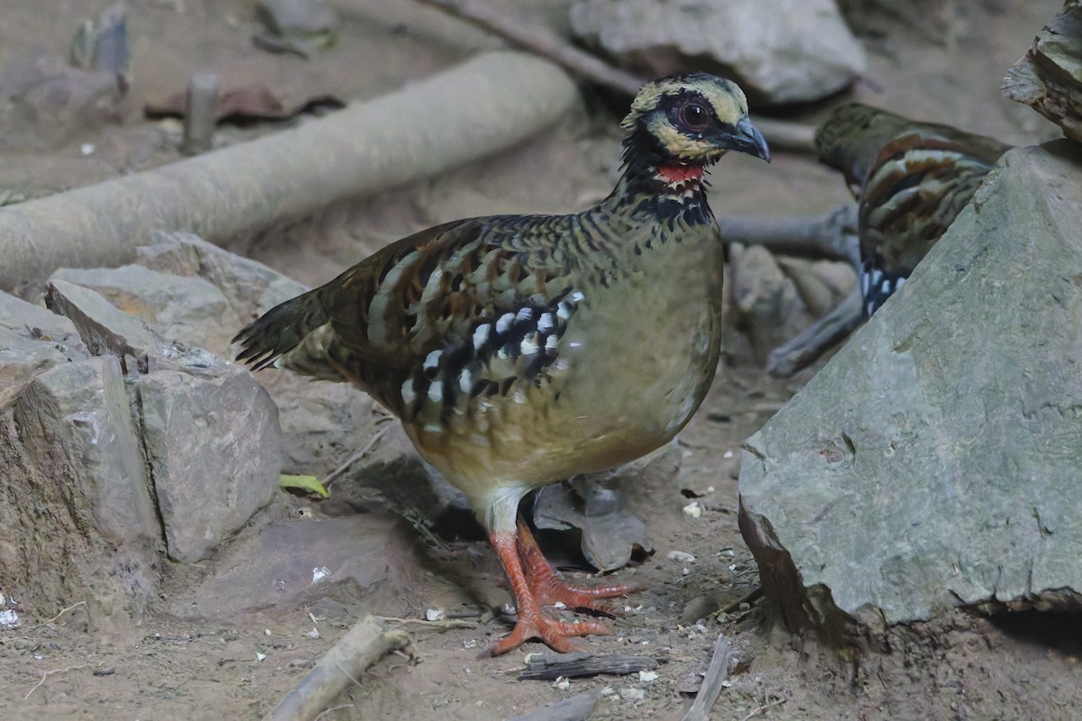 Bar-backed Partridge - ML647012196
