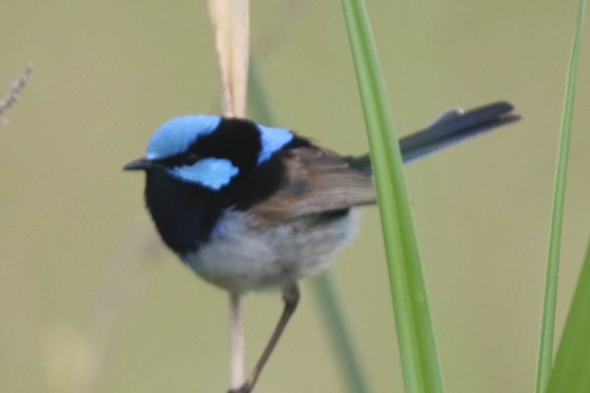 Superb Fairywren - ML647012198
