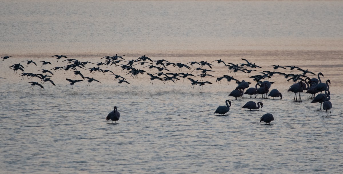 Pied Avocet - ML647012214