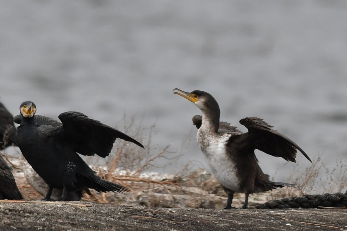 Japanese Cormorant - ML647012226