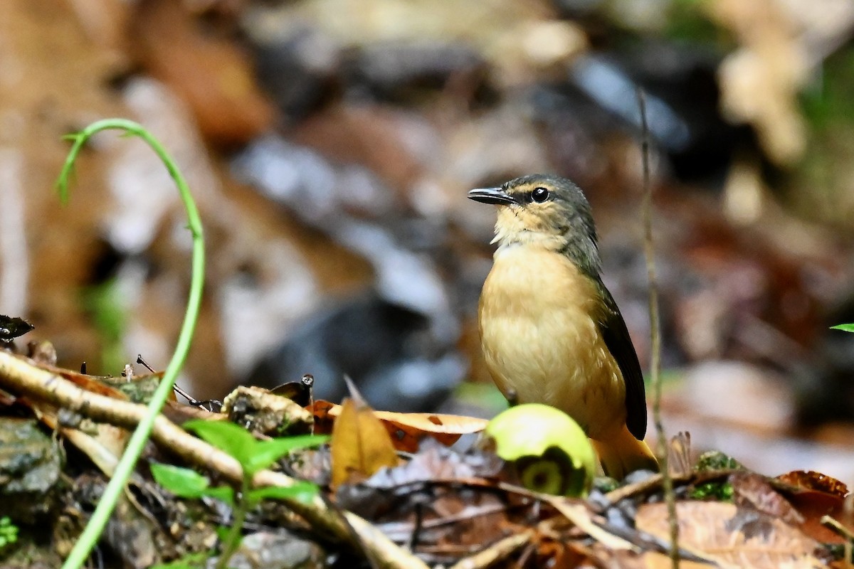 Kuyruk Kakan Ötleğen - ML647012228