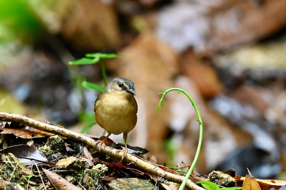 Kuyruk Kakan Ötleğen - ML647012229