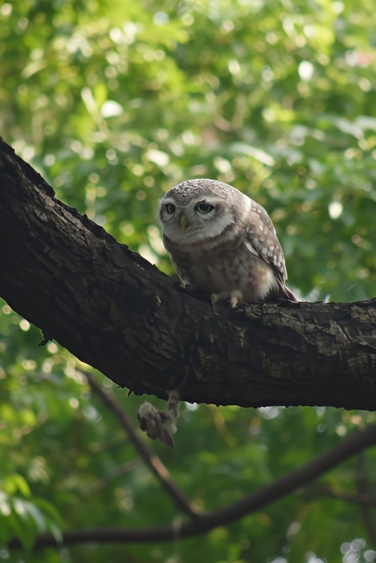 Spotted Owlet - ML647012245