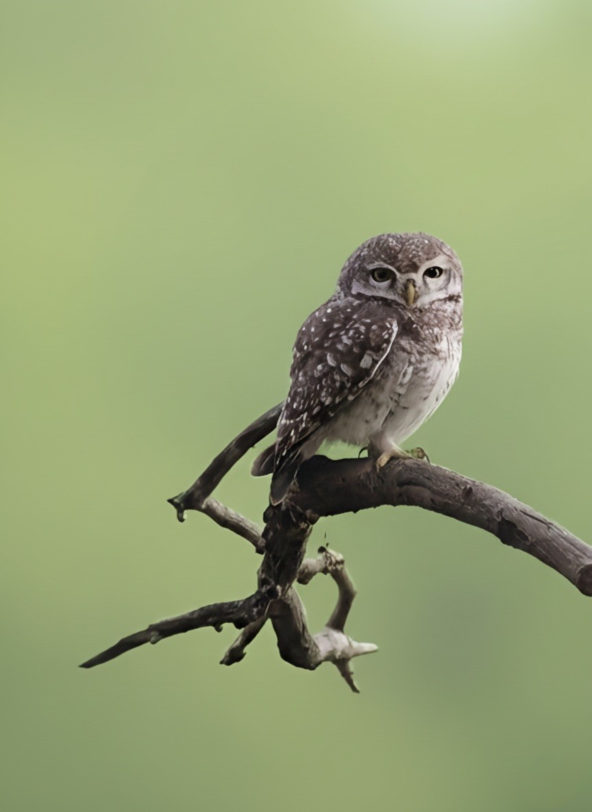 Spotted Owlet - ML647012246