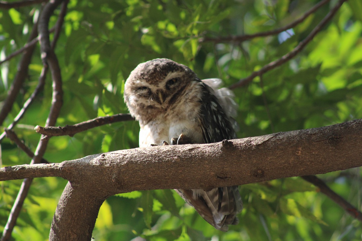 Spotted Owlet - ML647012247