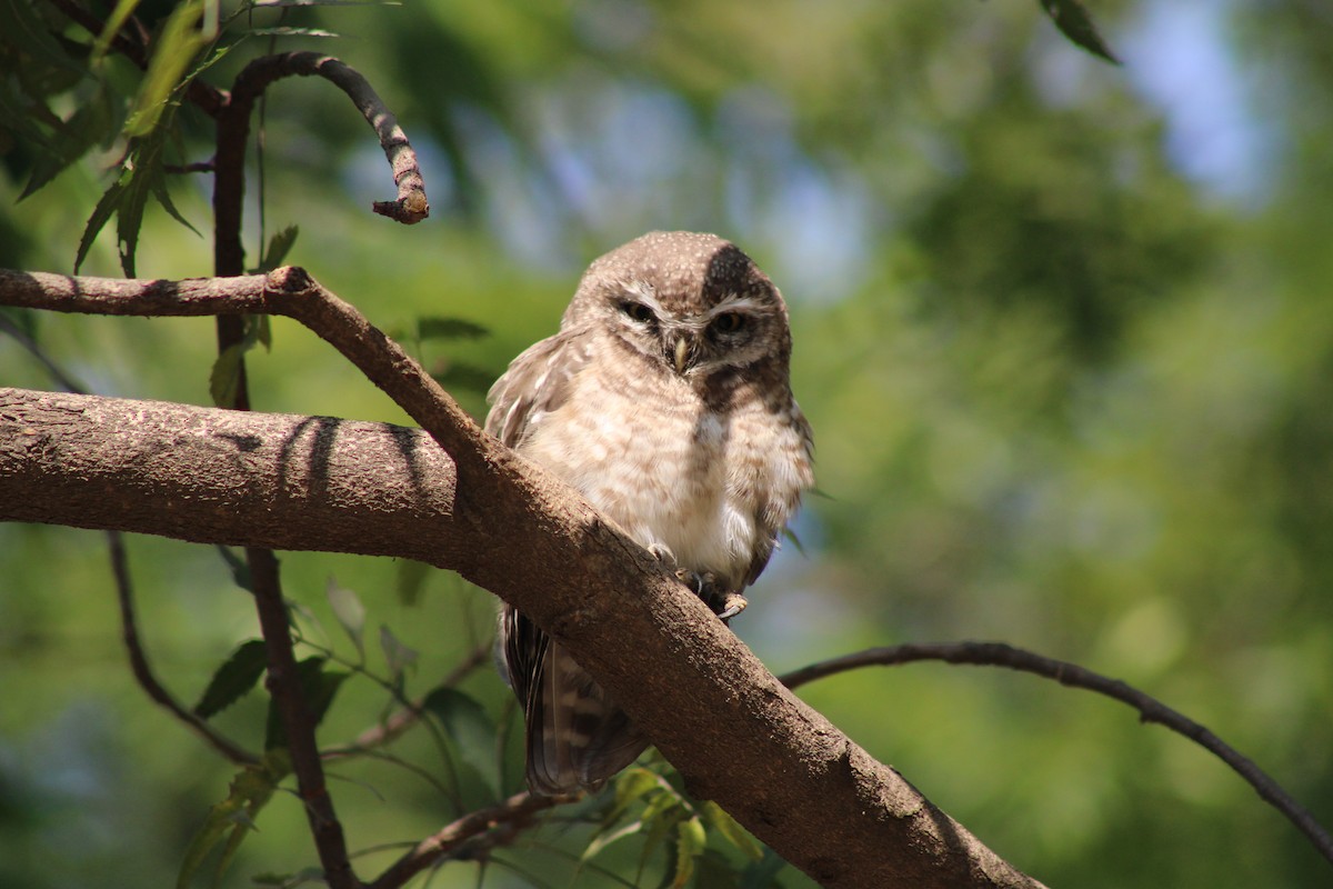 Spotted Owlet - ML647012248