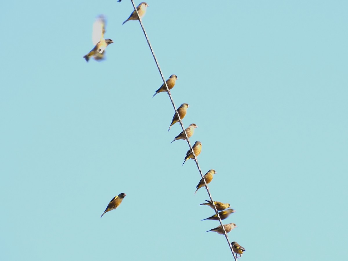 Oriental Greenfinch - ML647012259