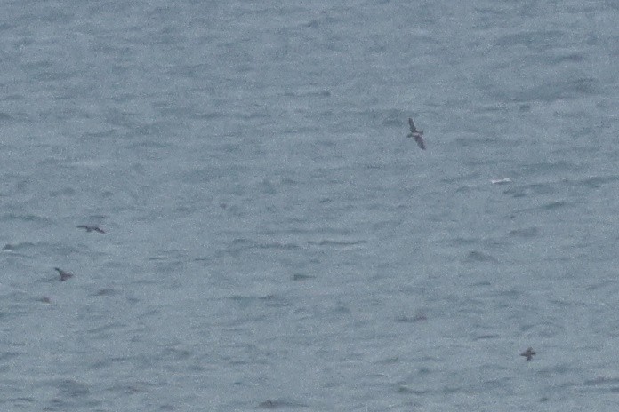 Balearic Shearwater - ML647012260