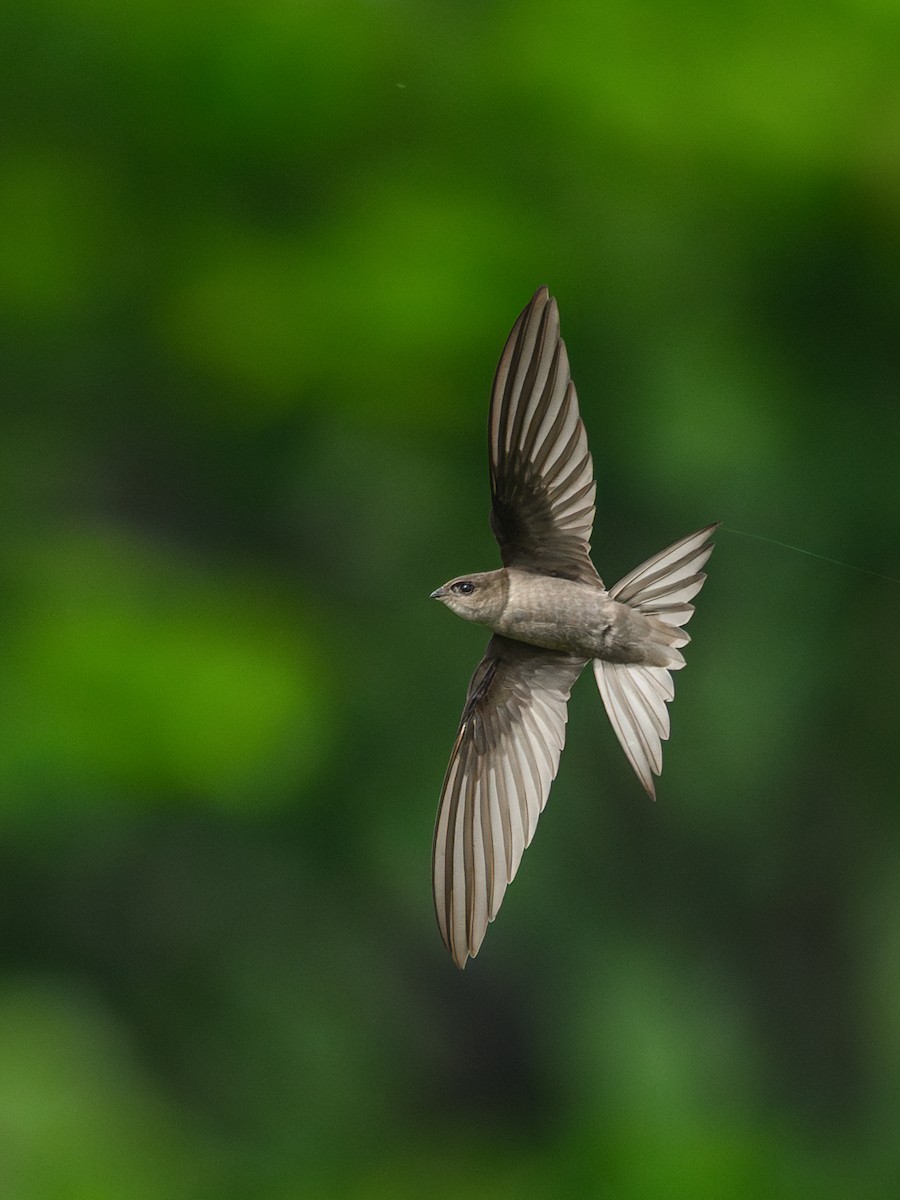 Asian Palm Swift - ML647012271