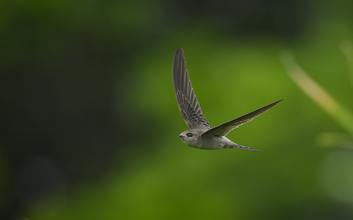 Asian Palm Swift - ML647012272