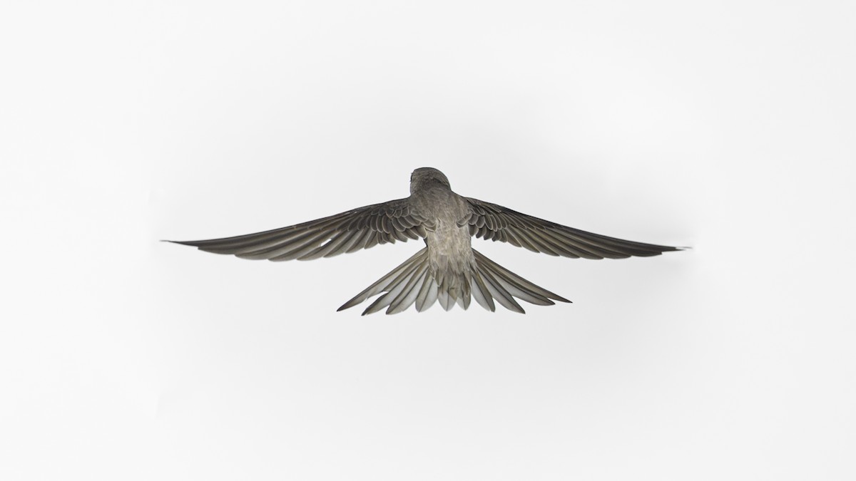 Asian Palm Swift - ML647012273