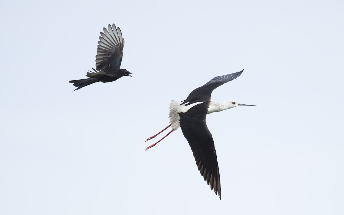 Black-winged Stilt - ML647012275