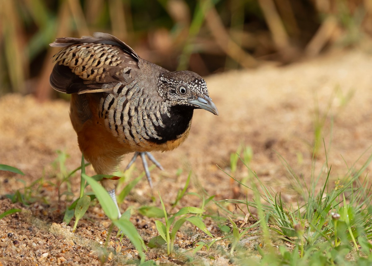 båndspringvaktel - ML647012276