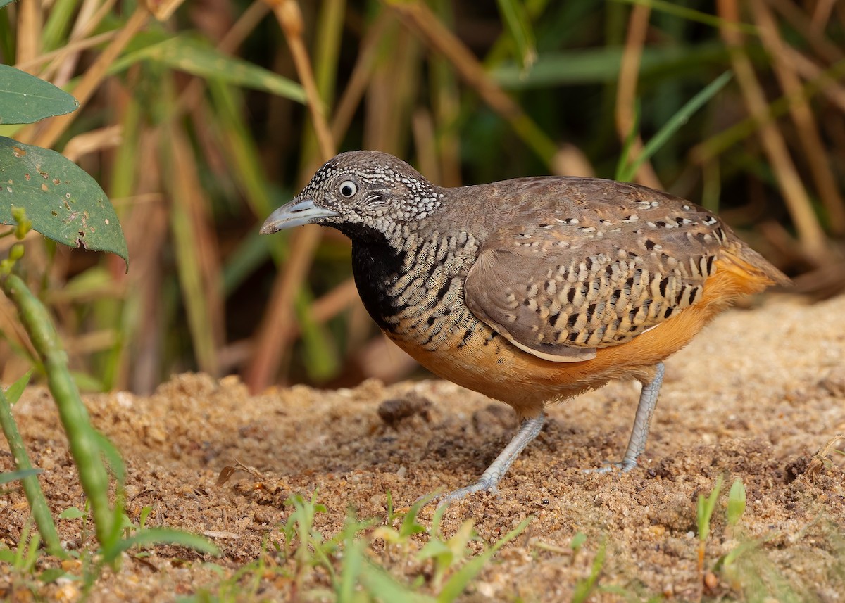 båndspringvaktel - ML647012277