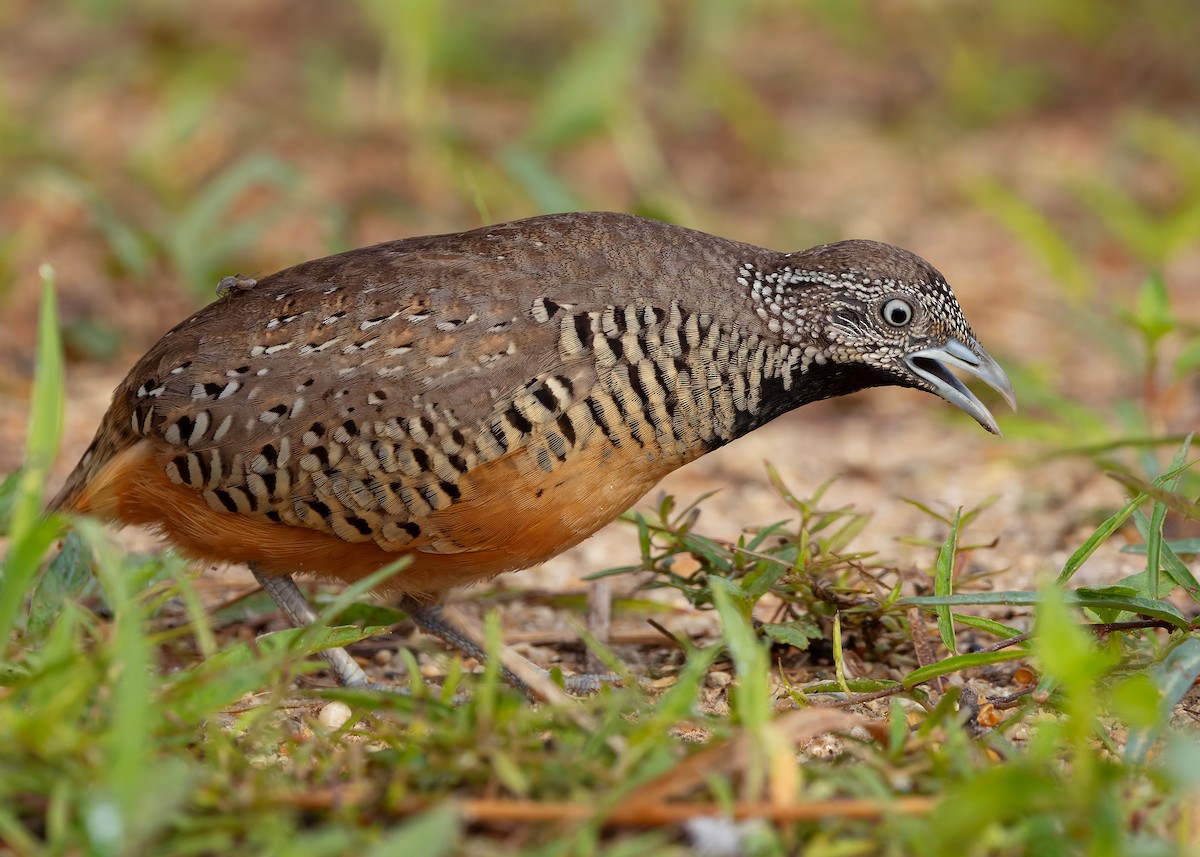 båndspringvaktel - ML647012278