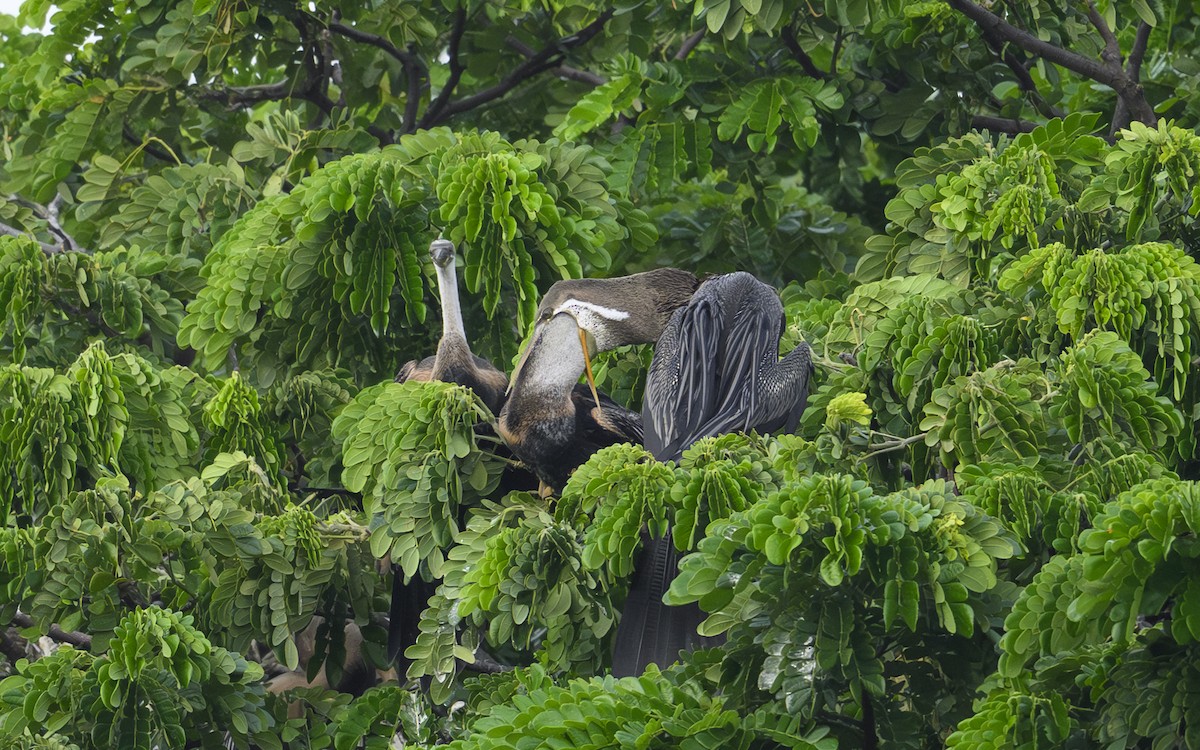 orientslangehals - ML647012279