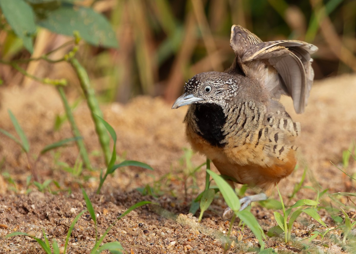 båndspringvaktel - ML647012280