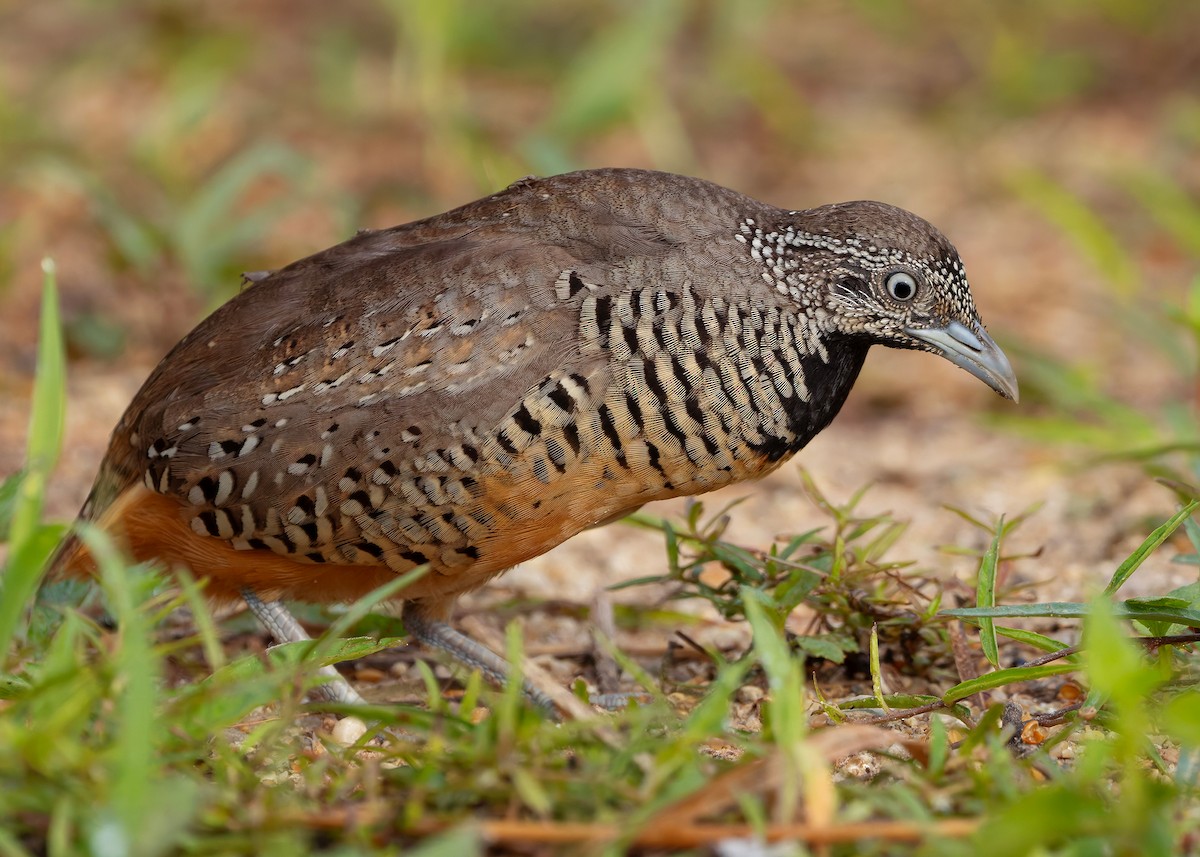 båndspringvaktel - ML647012281