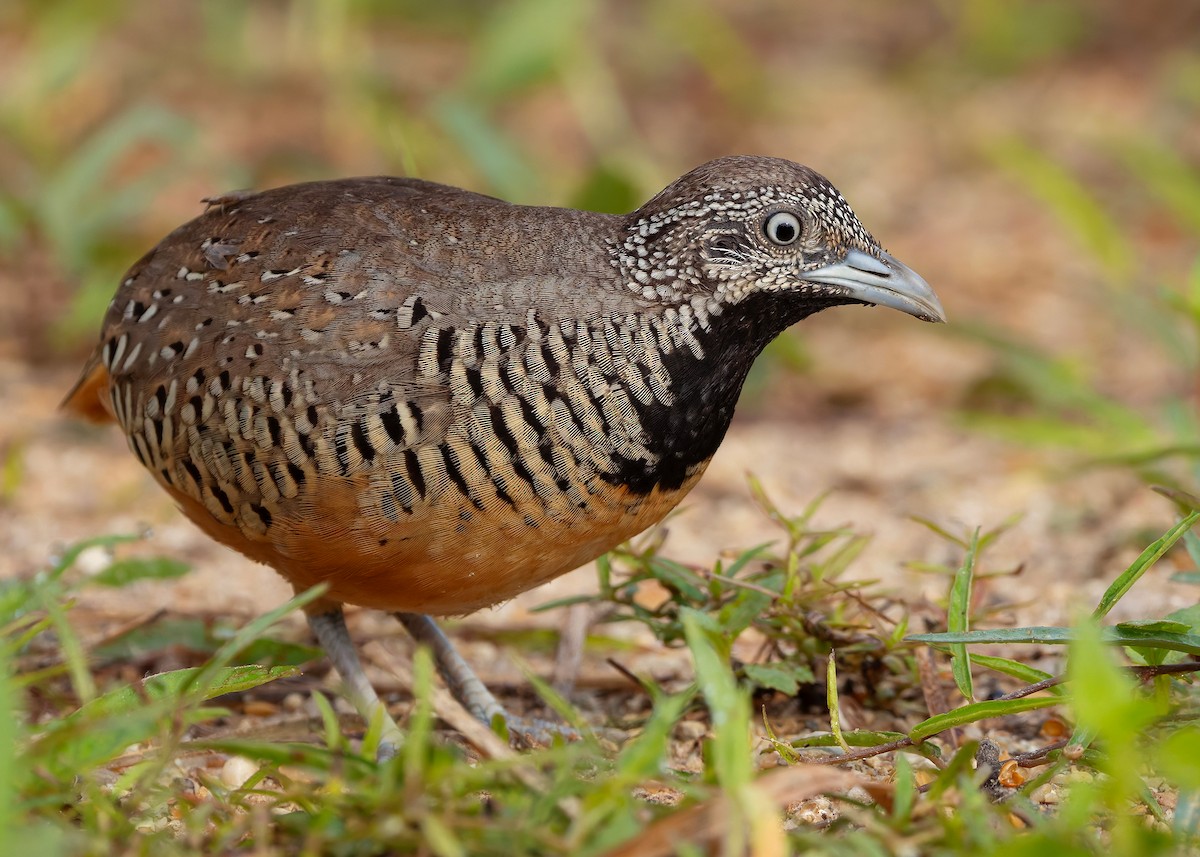 båndspringvaktel - ML647012282