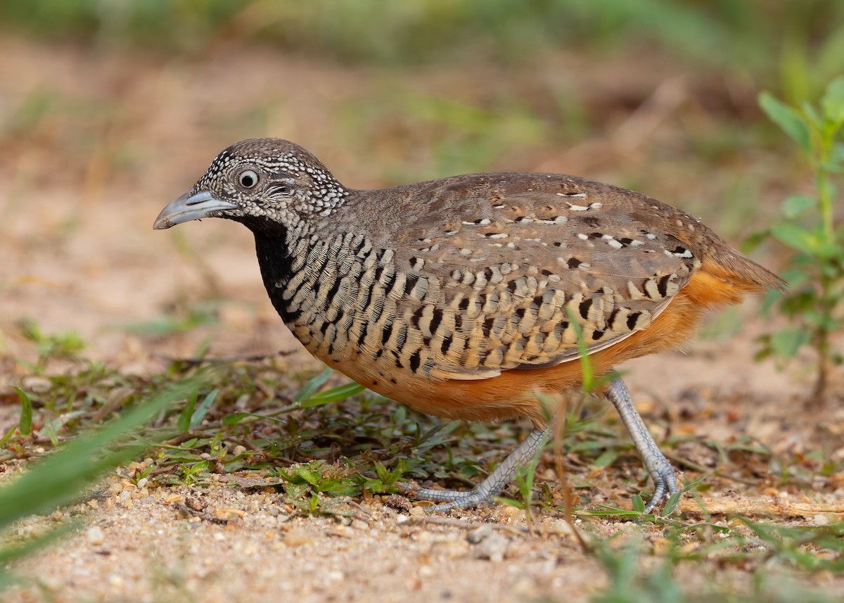 båndspringvaktel - ML647012283