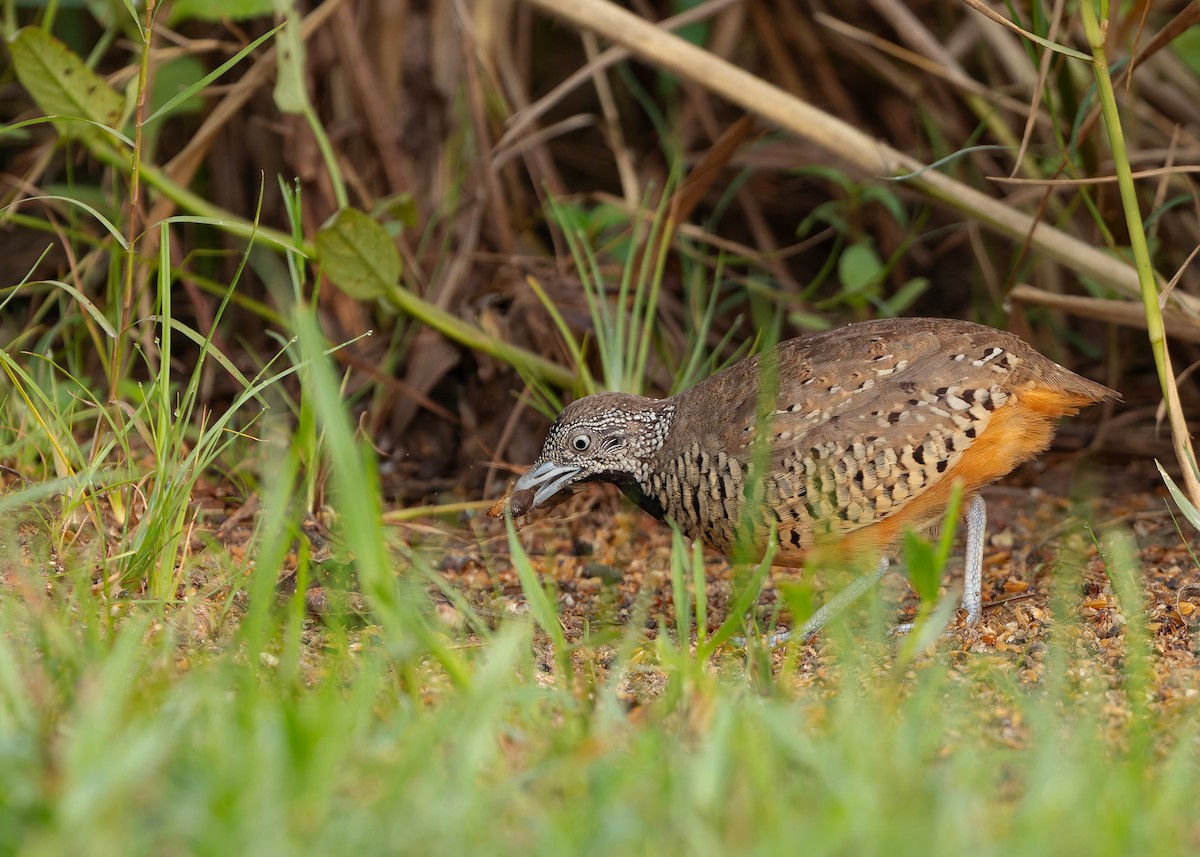 båndspringvaktel - ML647012284