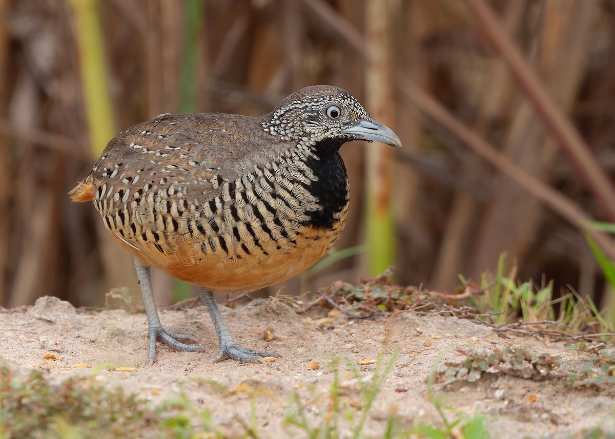 båndspringvaktel - ML647012285