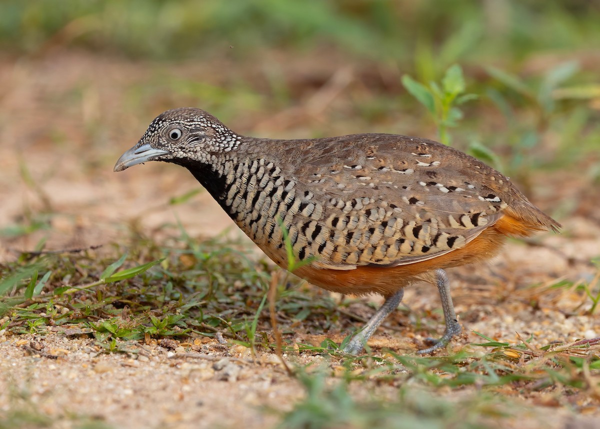 båndspringvaktel - ML647012286