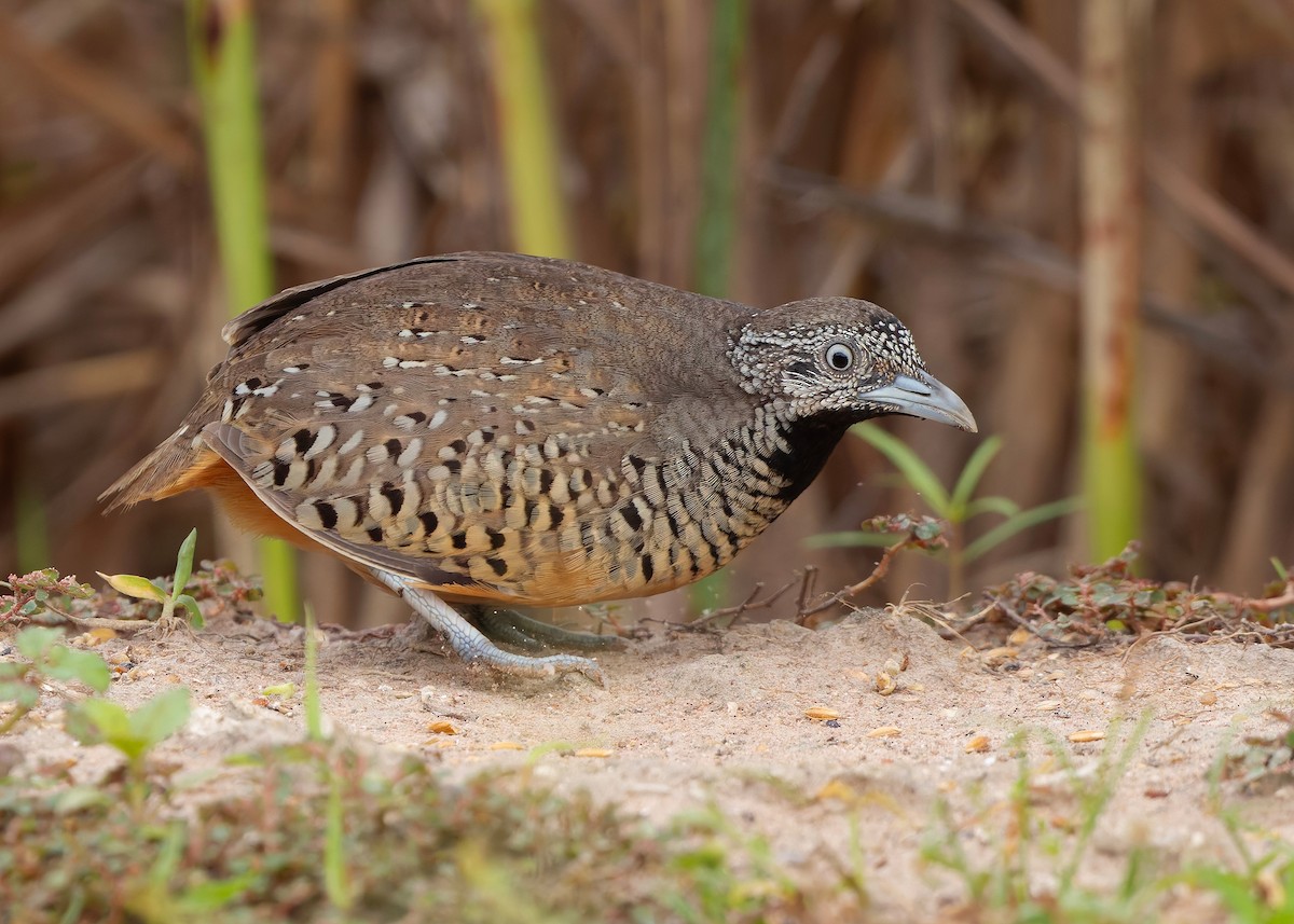 båndspringvaktel - ML647012287