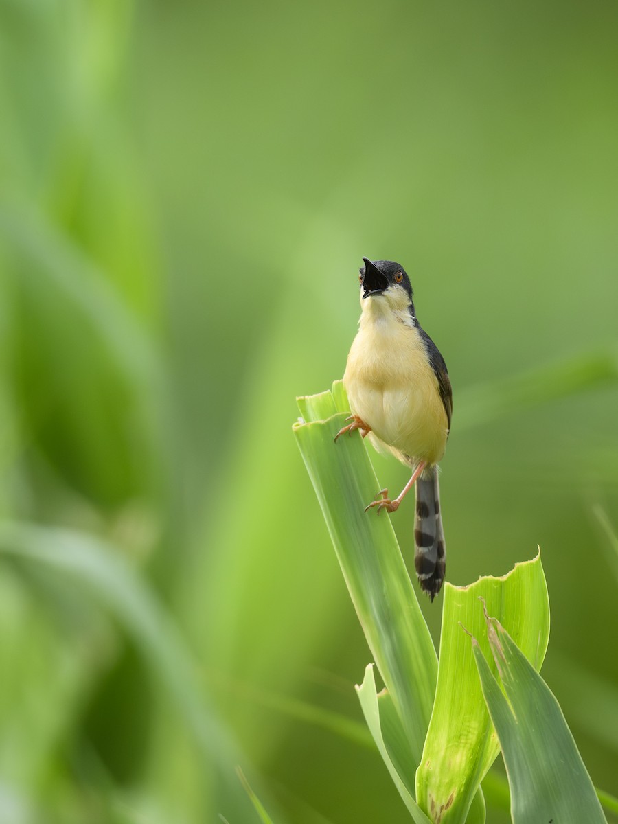 Rostbauchprinie - ML647012291