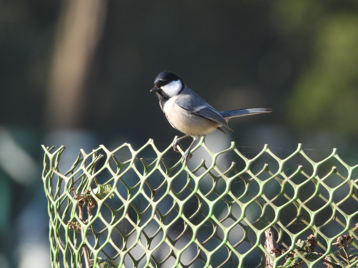 Asian Tit (Cinereous) - ML647012292