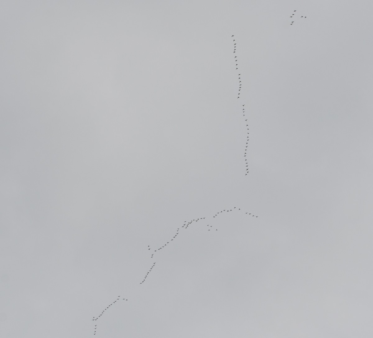 Northern Pintail - ML647012298