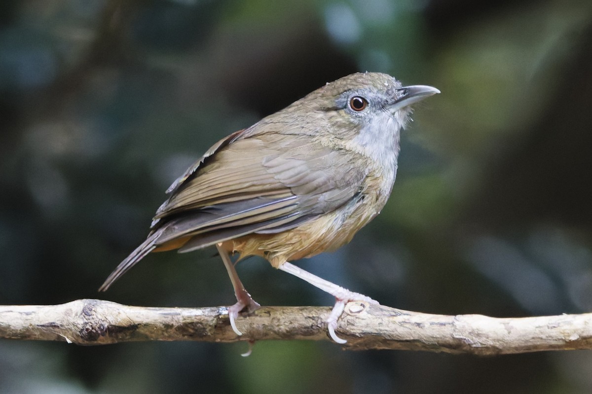 Abbott's Babbler - ML647012304