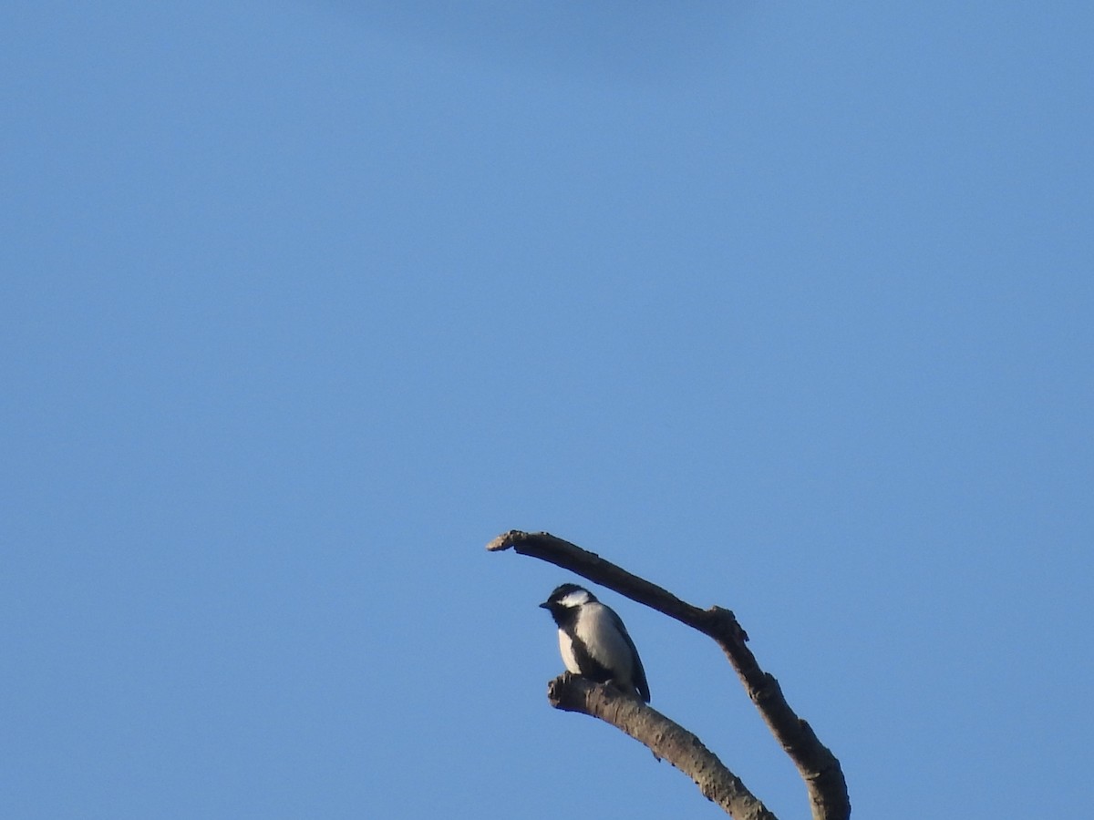 Asian Tit (Cinereous) - ML647012309