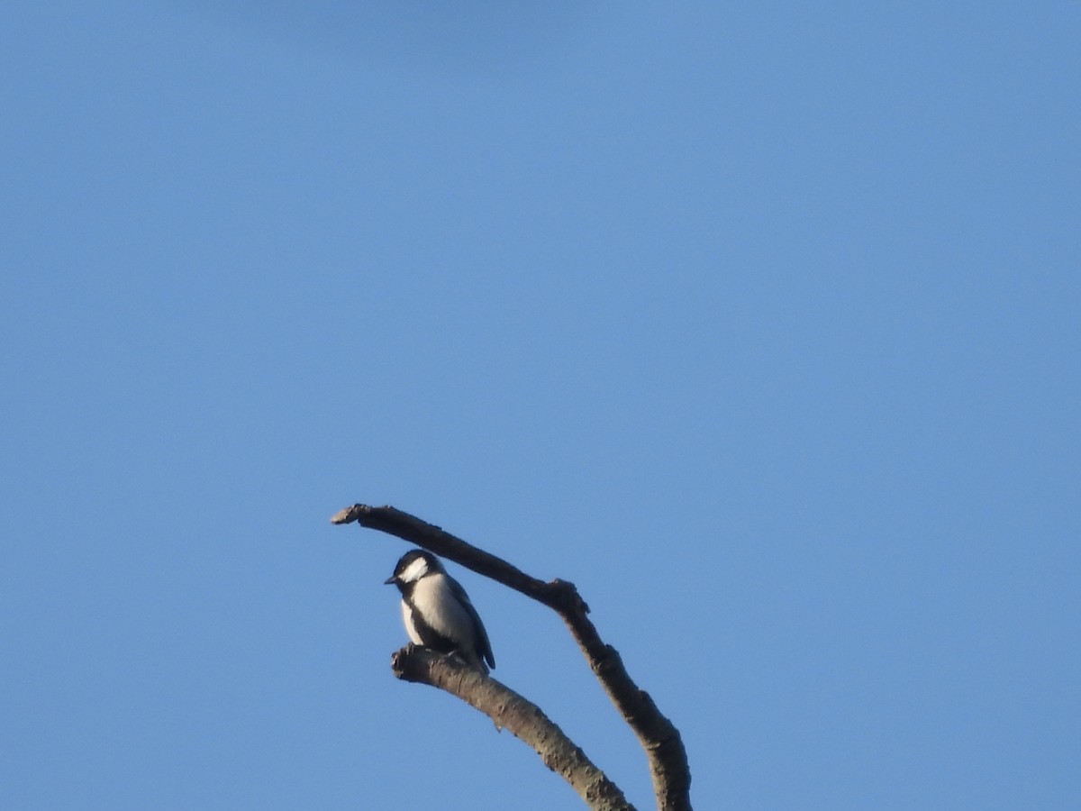 Asian Tit (Cinereous) - ML647012310