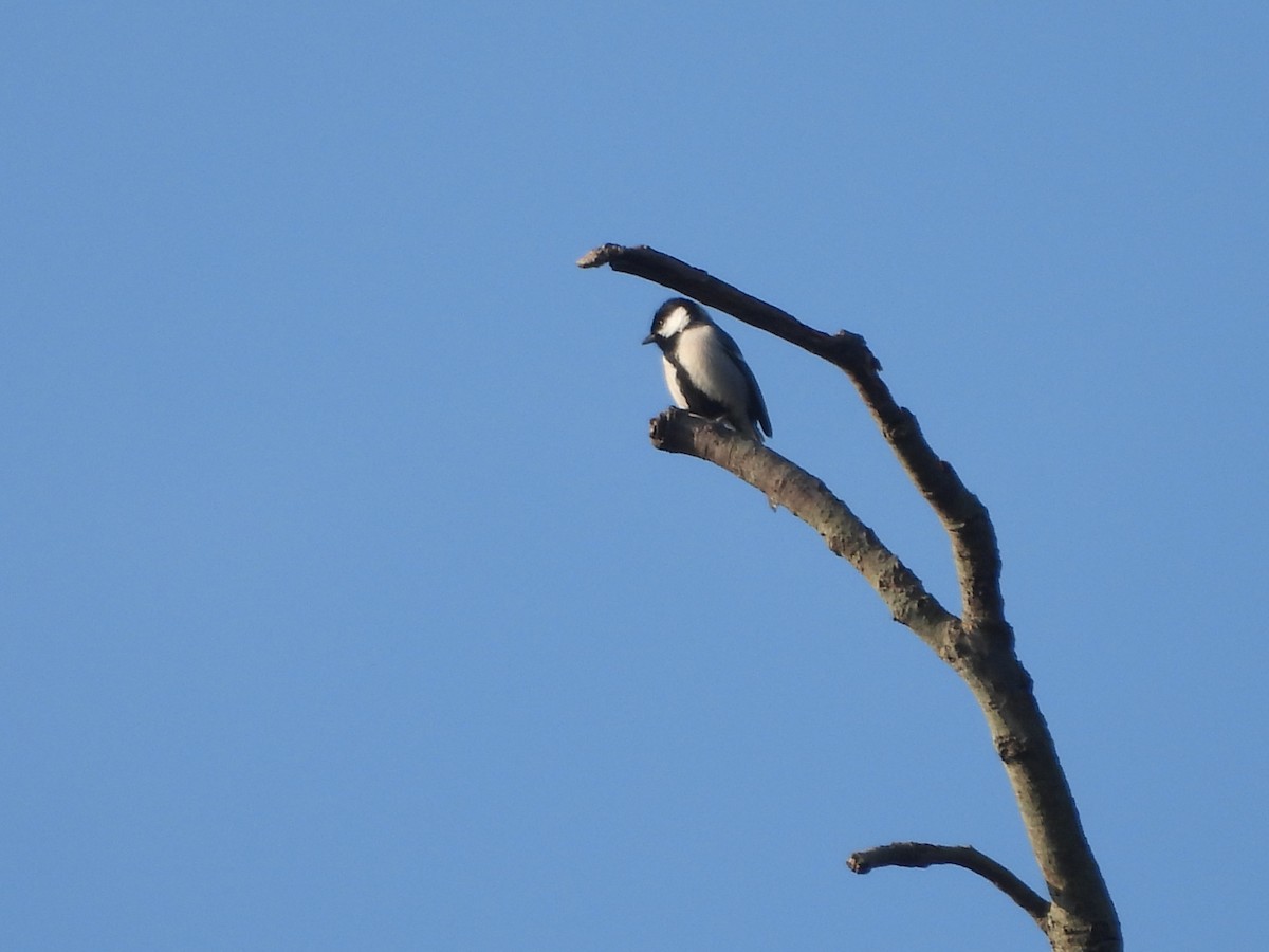 Asian Tit (Cinereous) - ML647012311