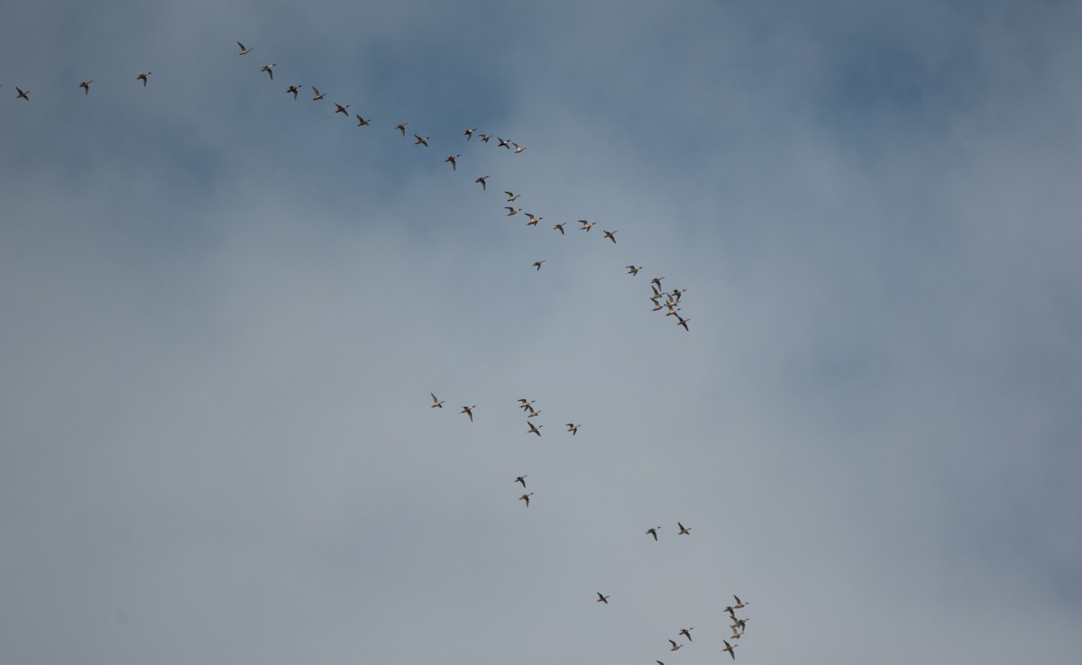 Northern Pintail - ML647012312
