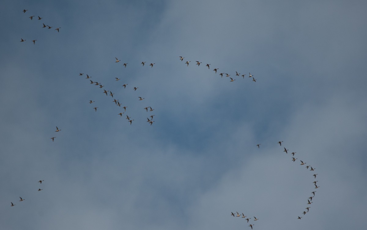 Northern Pintail - ML647012314